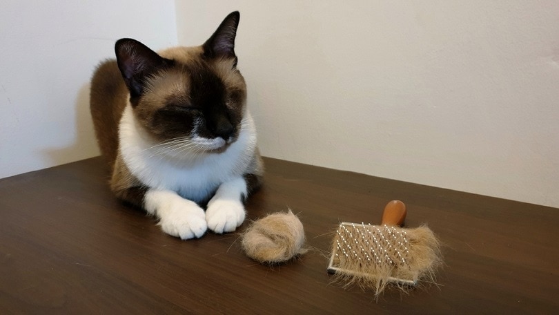 How to Prevent Hairballs in Cats: 6 Vet-Approved Methods