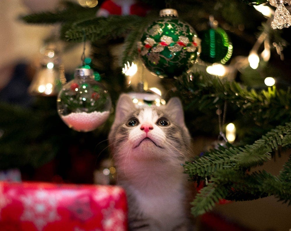 Why Do Cats Love Christmas Trees So Much? 3 Reasons for This Behavior & Vet-Reviewed Safety Info