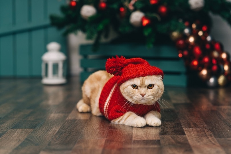 22 Cat Holiday Cards for Christmas, Valentine’s & More