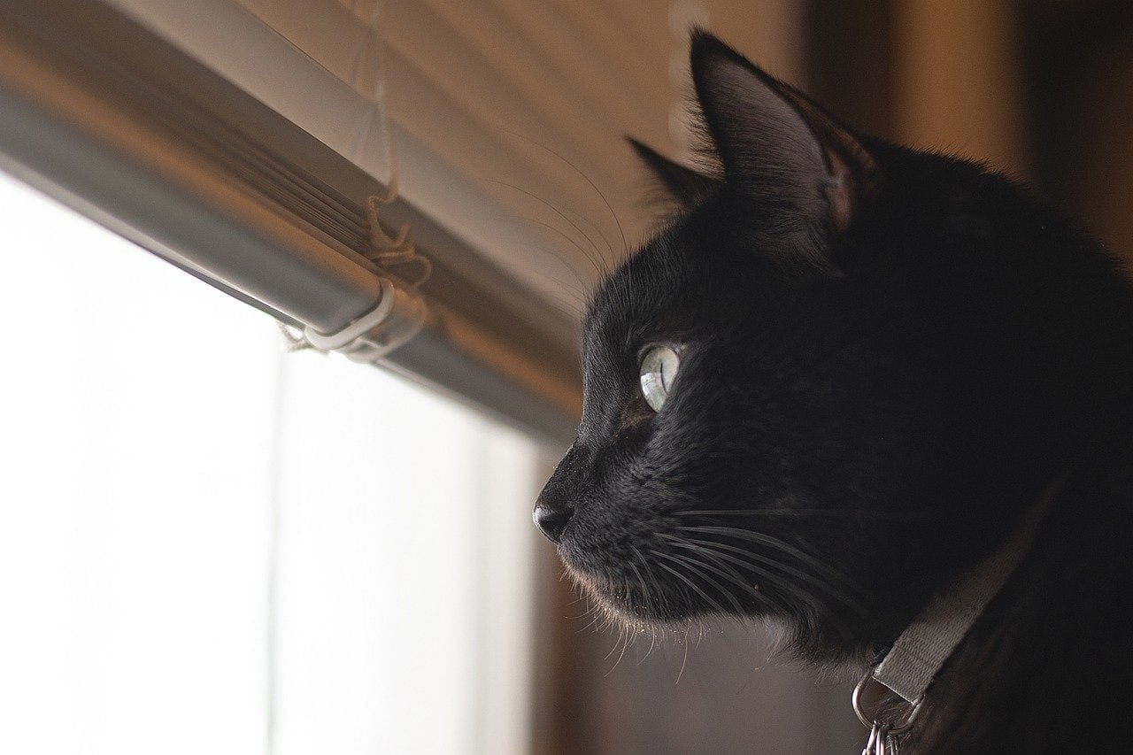 How to Care For Your Cat During Lockdowns: 8 Helpful Tips