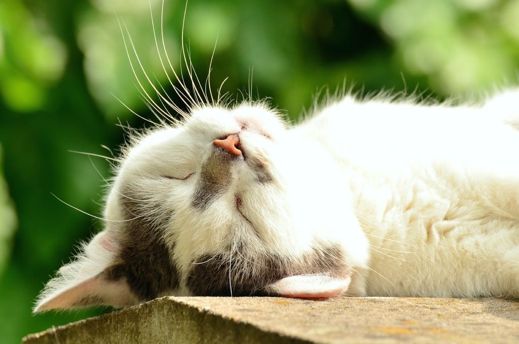 7 Vet-Reviewed Signs Your Cat Is Bored & How You Can Help
