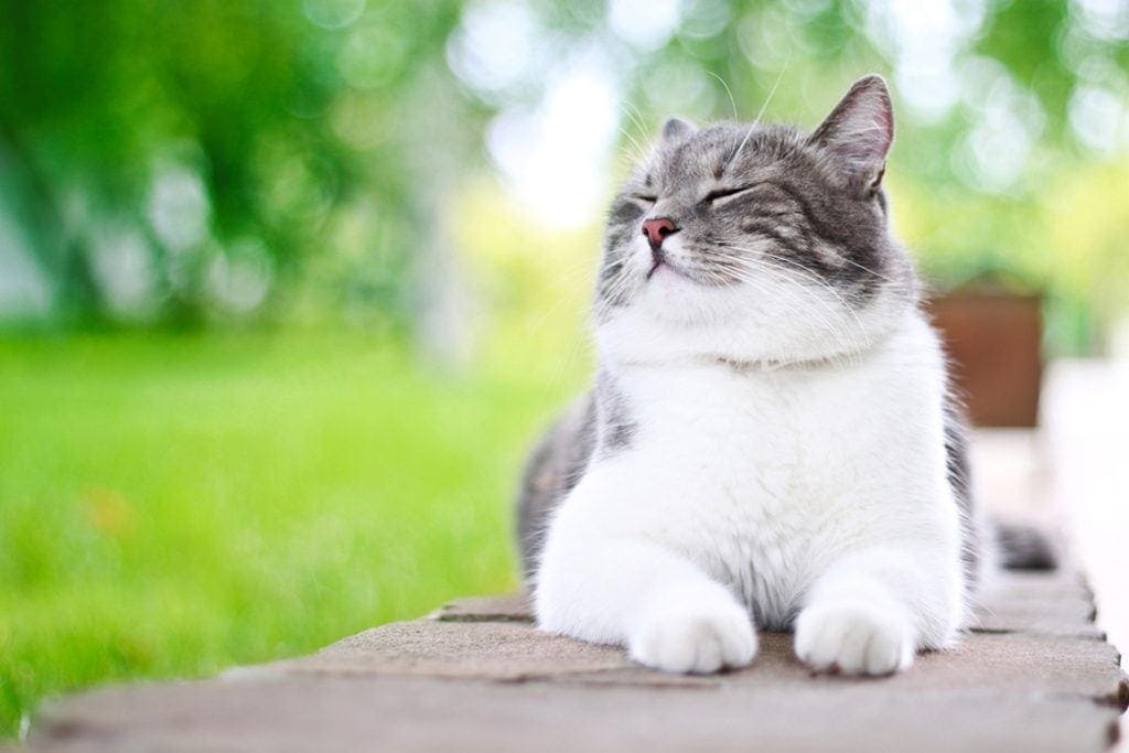 Why Is My Cat Making a Vibrating Noise? 5 Vet-Approved Reasons