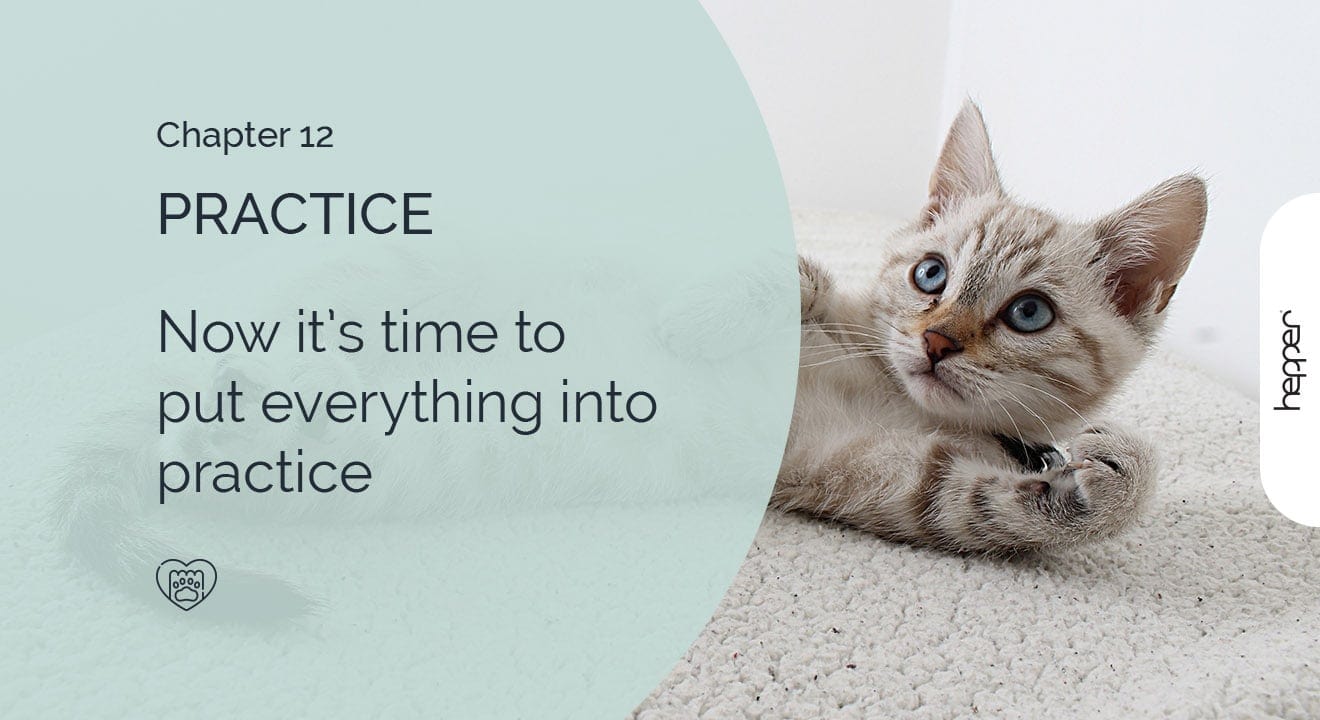 How to Put the Happy Cats Guide eBook Into Practice