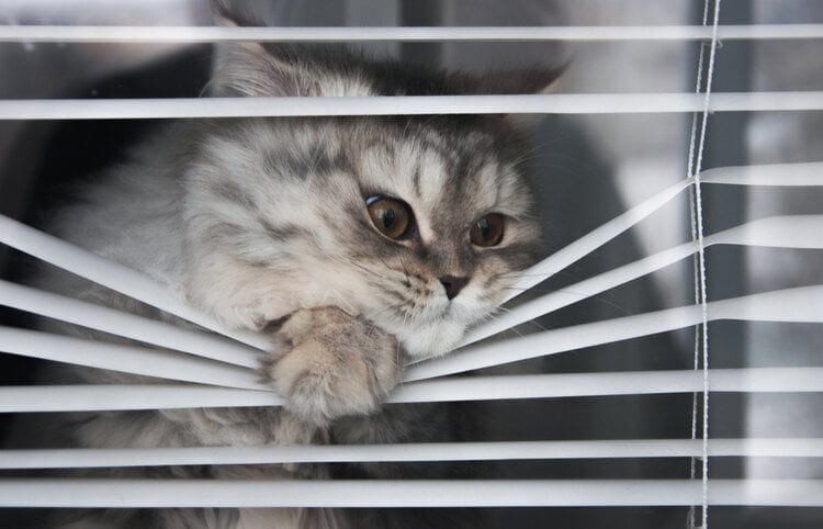 Why Do Cats Love to Look Out of Windows? 10 Vet-Verified Reasons For This Behaviour