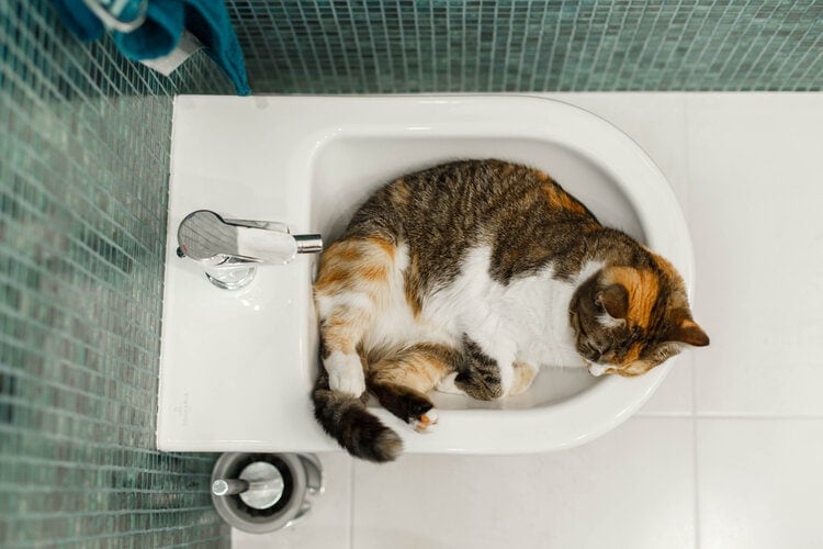 Why Do Cats Like to Sleep in Sinks? 8 Vet-Reviewed Reasons