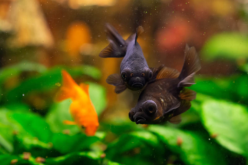 Why You Should Never Buy a One-Gallon Fish Tank: Our Vet Explains