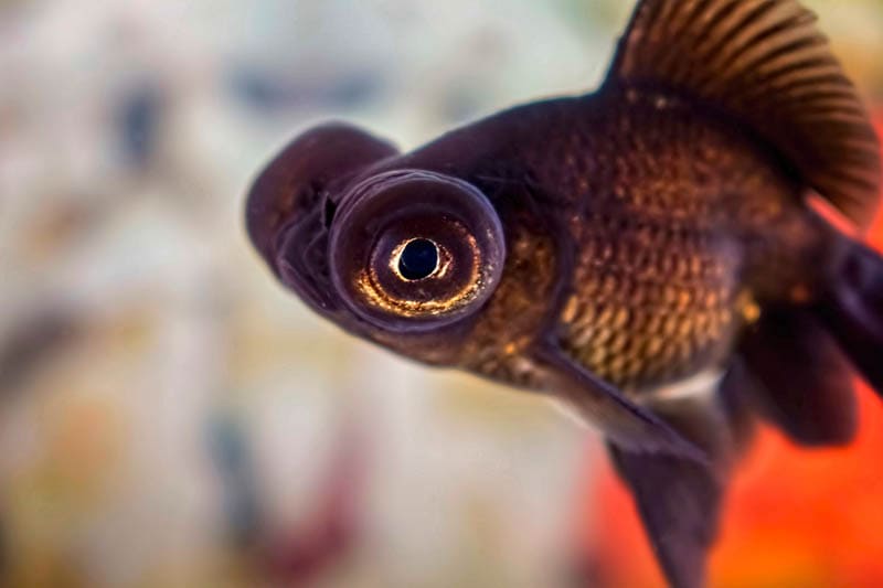 How Big Does A Black Moor Goldfish Get? (With Weight Chart)