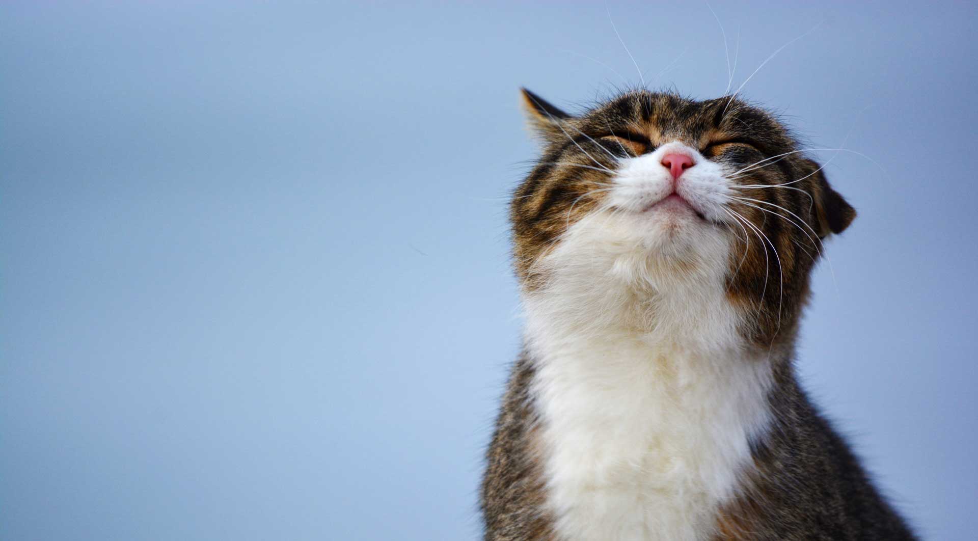 Cat Hormones & How They Relate to Behavior (Vet Answer)