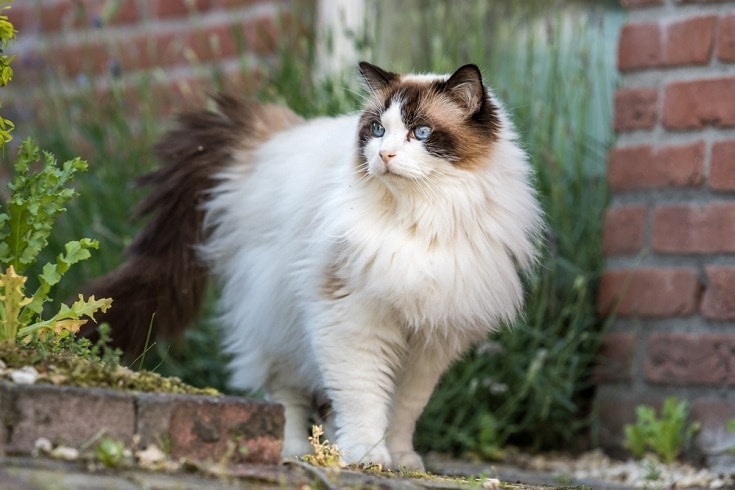 How Much Does a Ragdoll Cat Cost? 2026 Price Guide