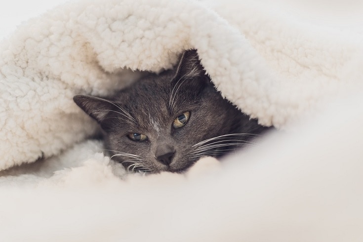 Can Cats Suffocate Under Blankets? Vet-Verified Facts & Safety Tips