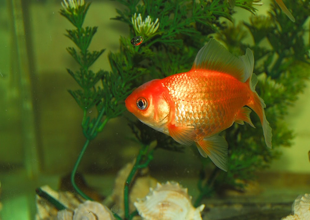 12 Reasons You Really Need a Pet Goldfish in Your Life