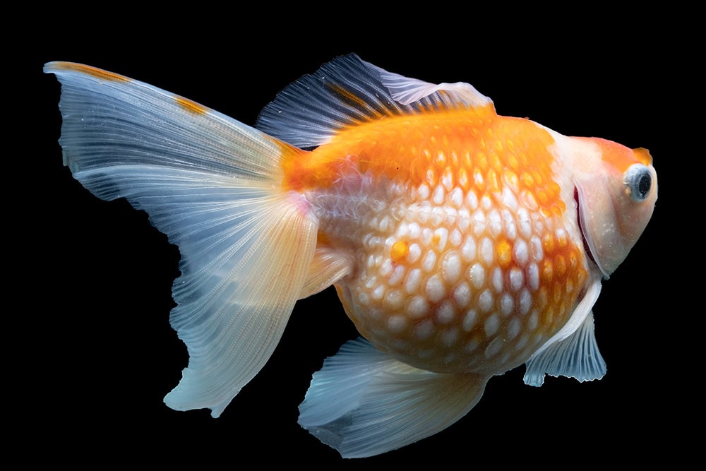 Goldfish Dropsy: Treatment, Causes, Identification & Prevention