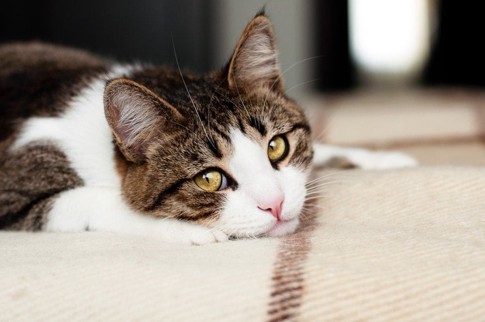 Guide to Caring for a Deaf Cat (Vet Answer)