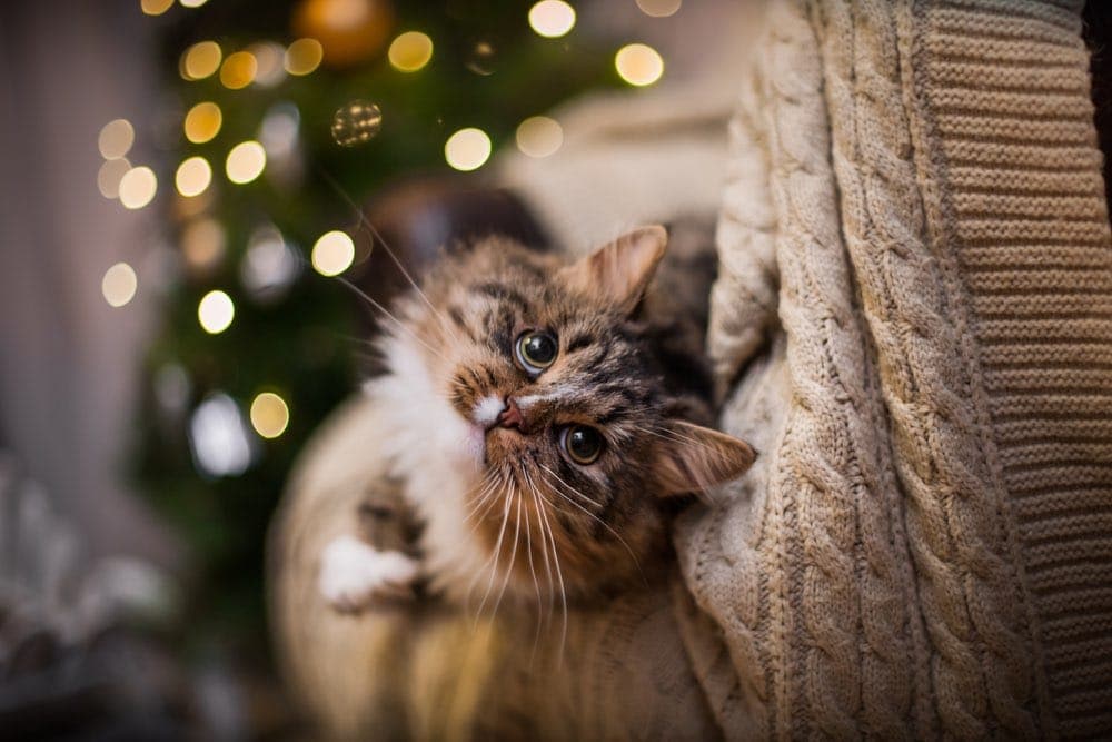 How to Show Your Cat Love Over the Holidays