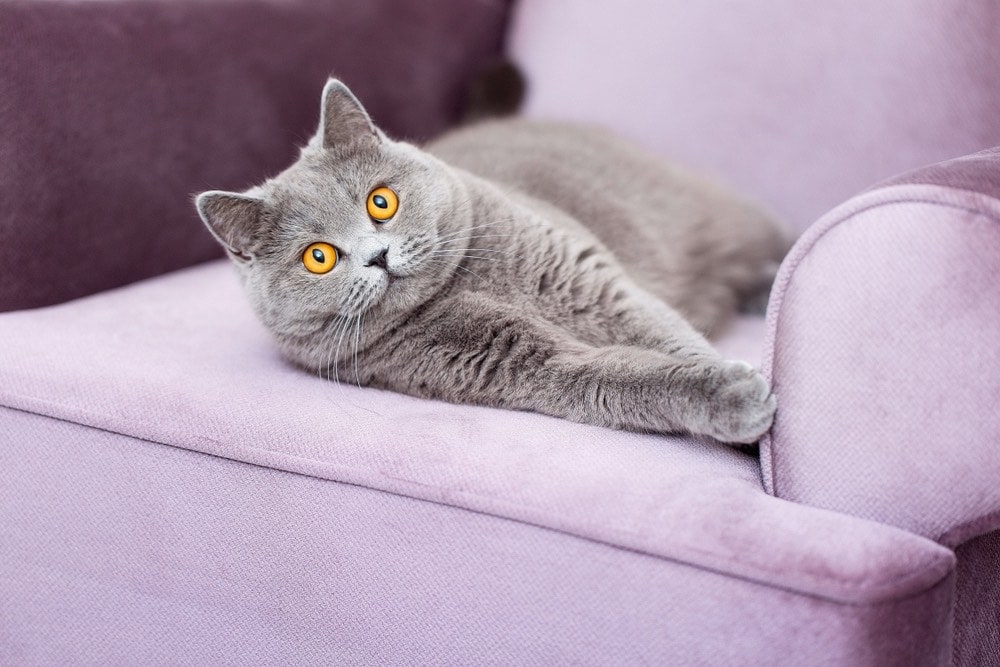 9 Ways to Keep Your Cat Safe When They're Home Alone