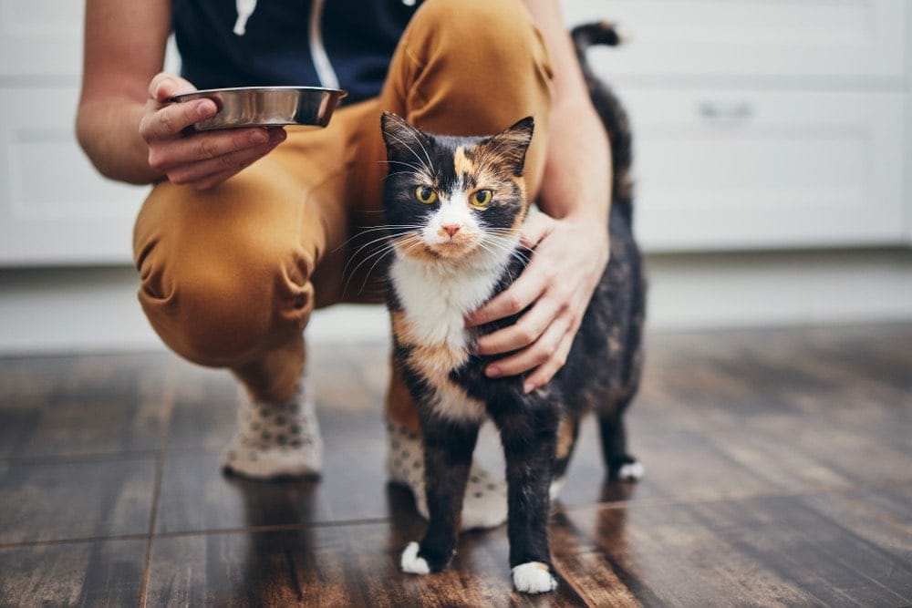 How Much Are Pet Sitting Rates in 2026? (Hourly & Daily Averages)