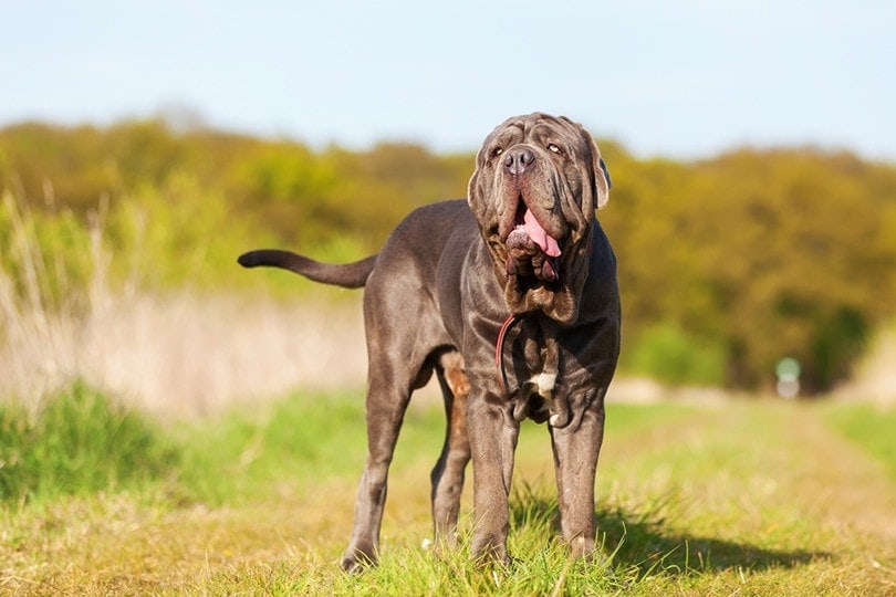 Can a Mastiff Be a Service Dog? The Facts Explored