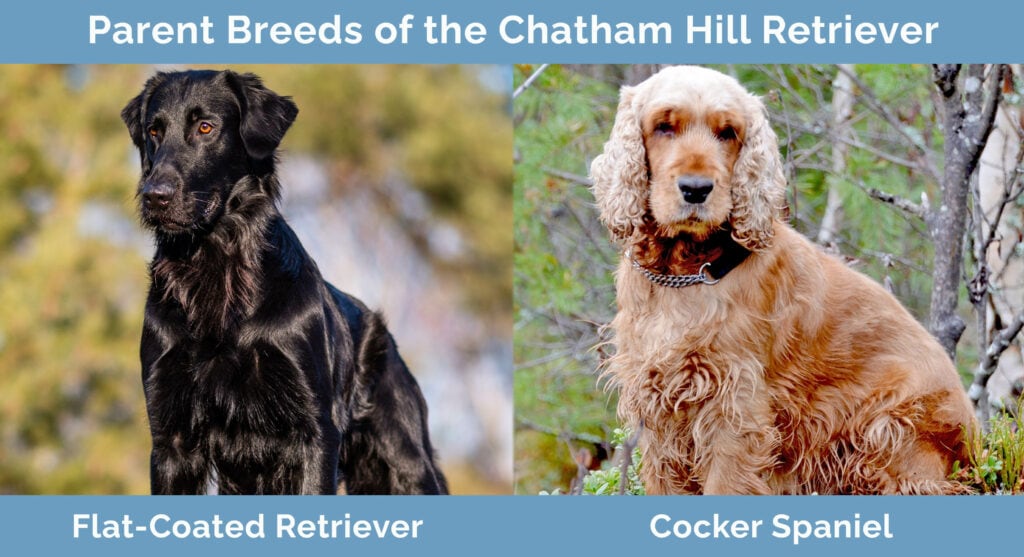 Parent Breeds of the Chatham Hill Retriever