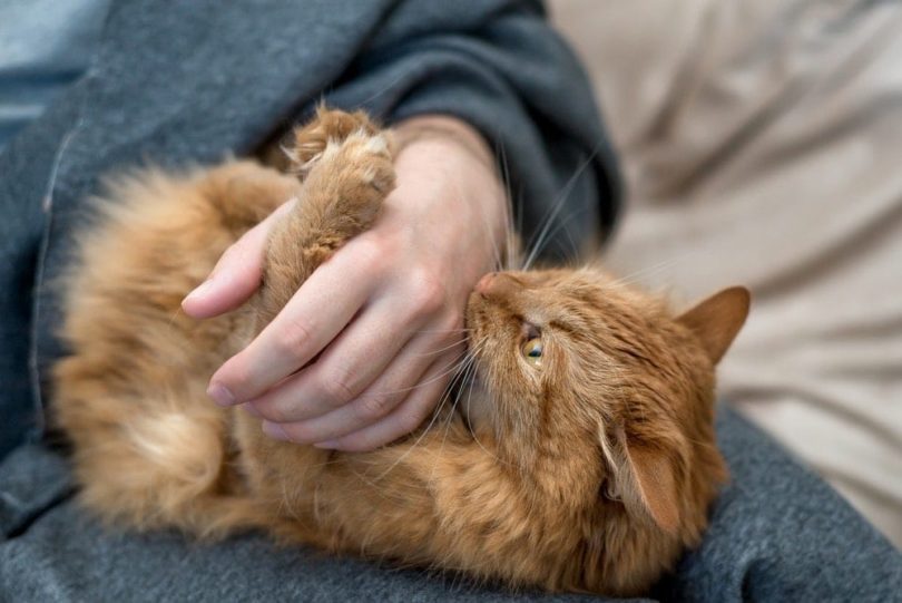 Why Cats Nibble On You (Love Bites): 5 Vet-Verified Reasons