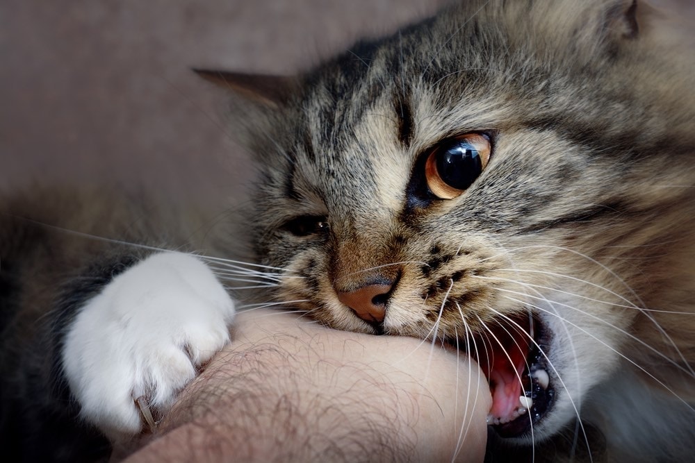 Why Is Your Cat Biting You All of a Sudden? 5 Vet-Reviewed Reasons