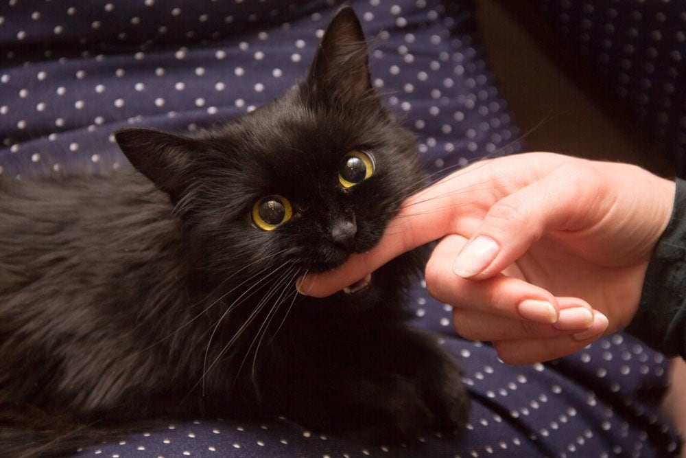 Why Do Cats Bite? 4 Vet-Reviewed Reasons & How to Stop Them