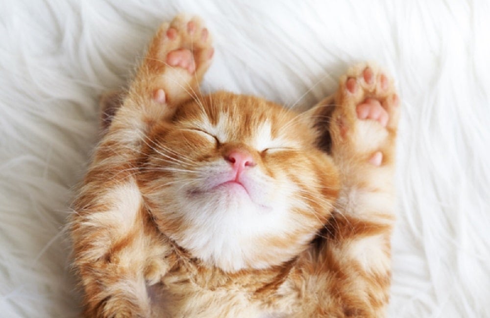17 Typical Cat Sleeping Positions Explained (With Pictures & Infographics)