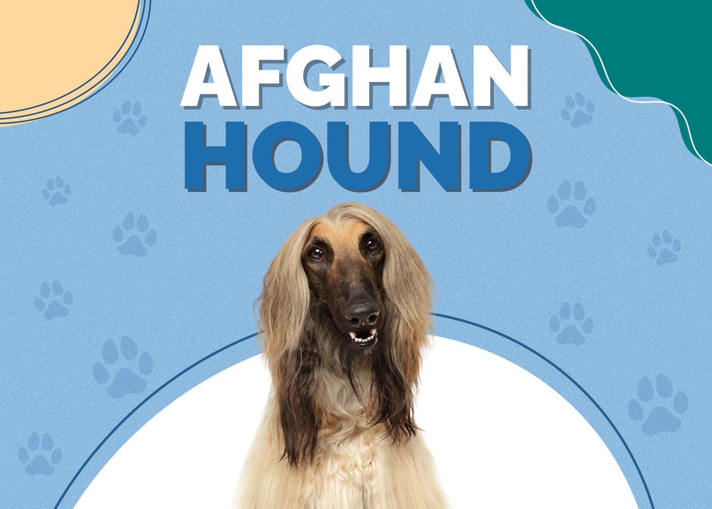 Afghan Hound Dog Breed Info: Pictures, Personality & Facts