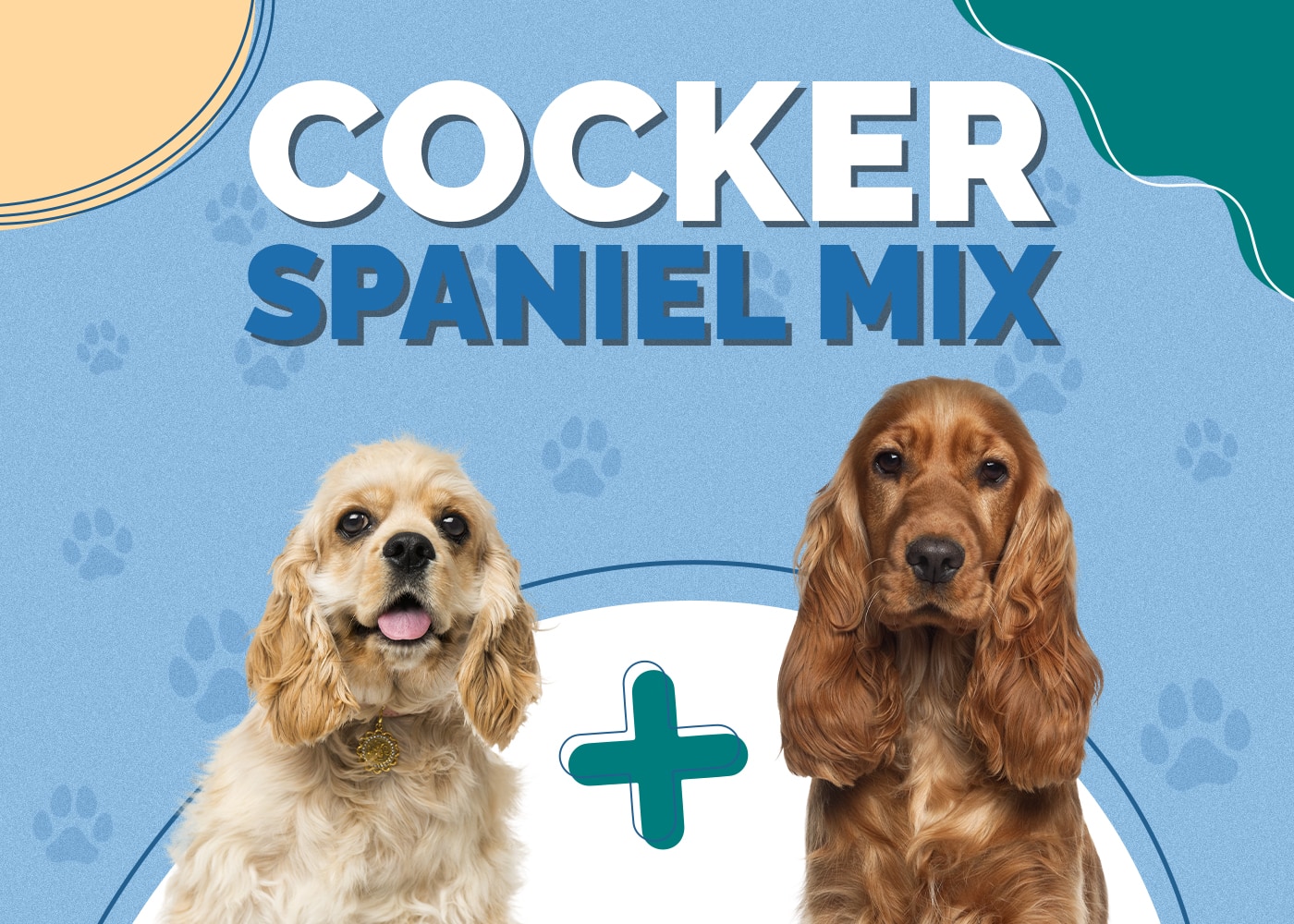 Cocker Spaniel Mix: Info, Pictures, Traits & Facts