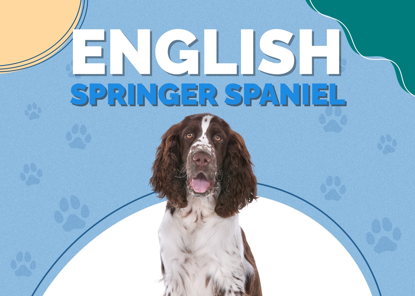 English Springer Spaniel Breed Info: Pictures, Traits & Facts