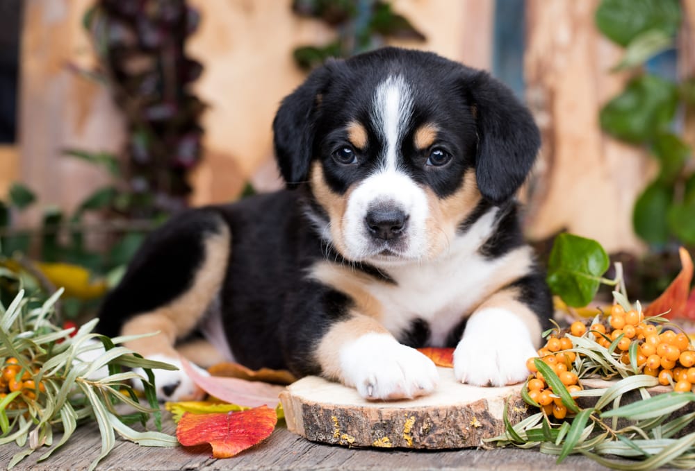 Entlebucher Mountain Dog puppy