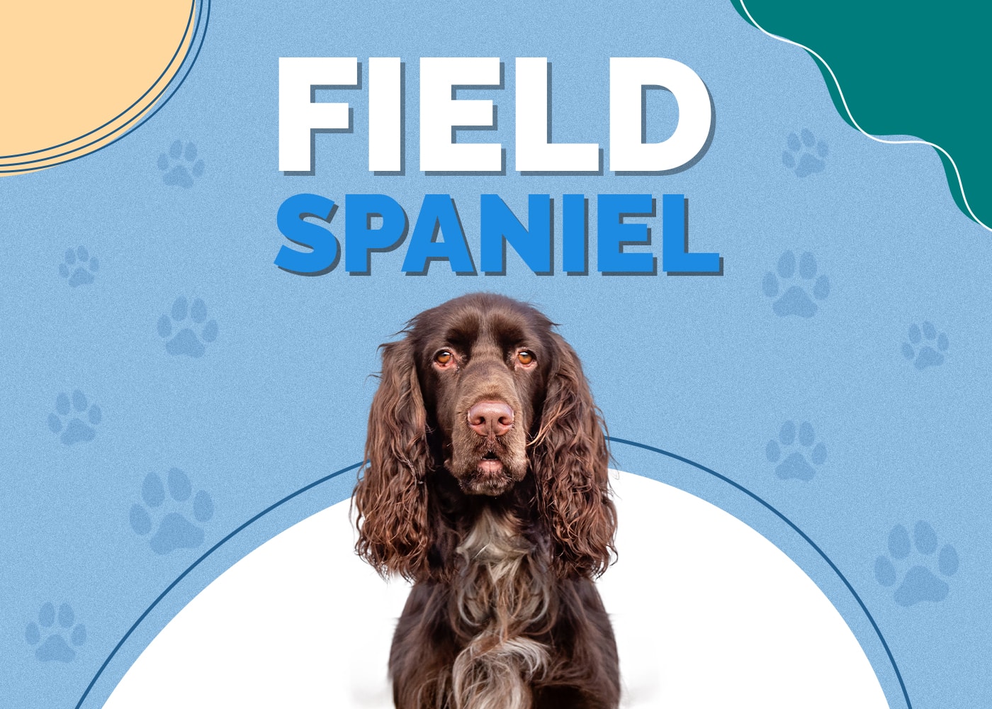 Field Spaniel Breed Info, Pictures, Personality & Facts