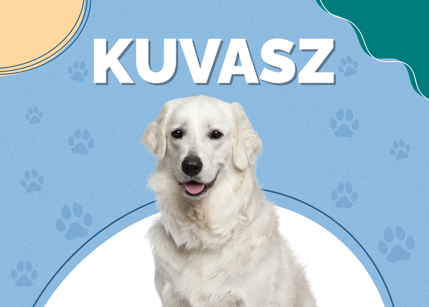 Kuvasz Dog Breed Info: Pictures, Characteristics & Facts