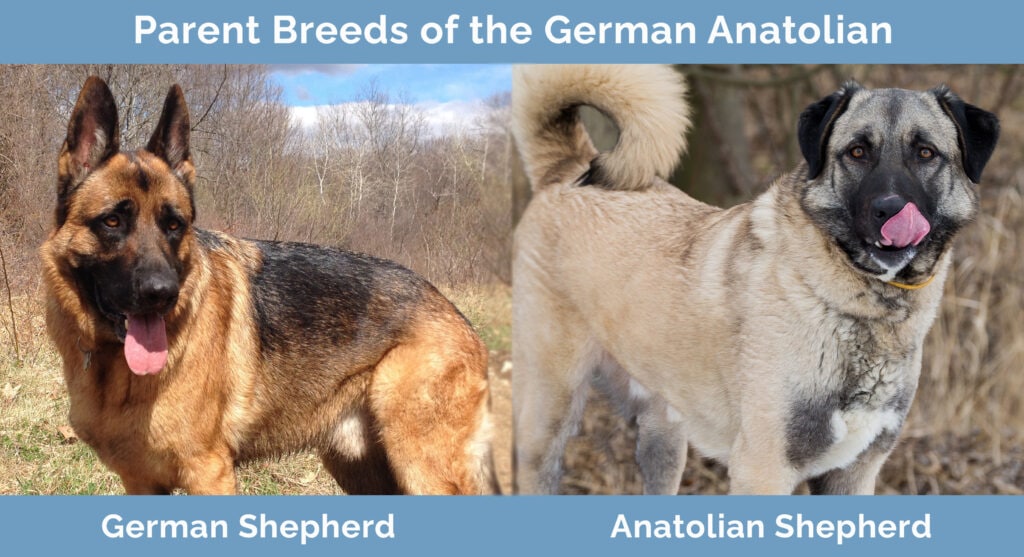 Parent Breeds of the German Anatolian