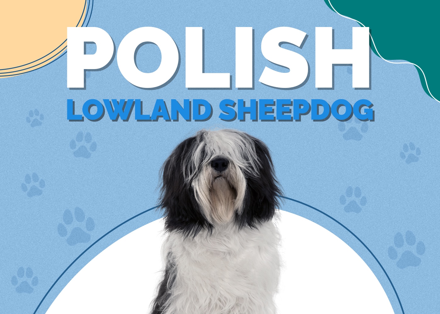 Polish Lowland Sheepdog Breed Info: Pictures, Traits & Facts