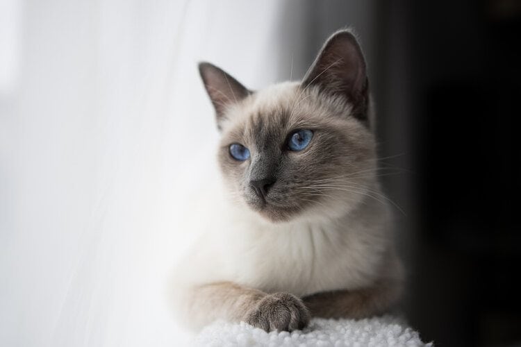 3 Best Small Cat Breeds for Apartment Living (With info & Pictures)
