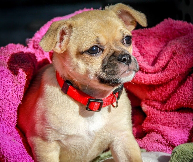 Chug Dog (Chihuahua & Pug Mix): Info, Pictures, Facts, Traits