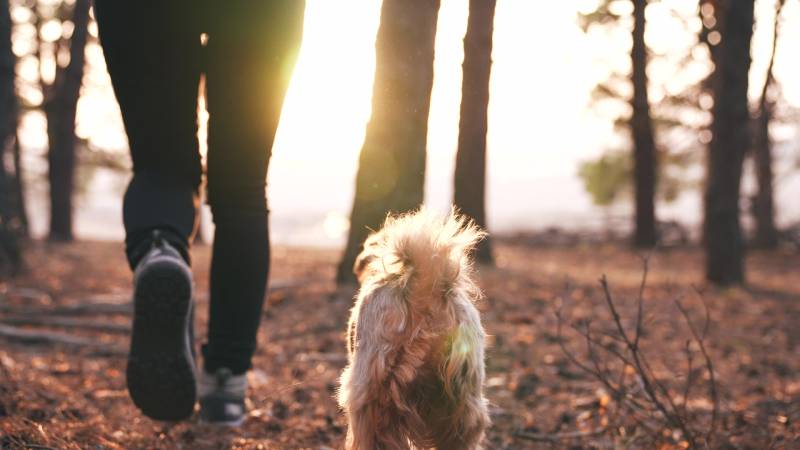 Why Does My Dog Follow Me Everywhere? 5 Vet-Verified Reasons