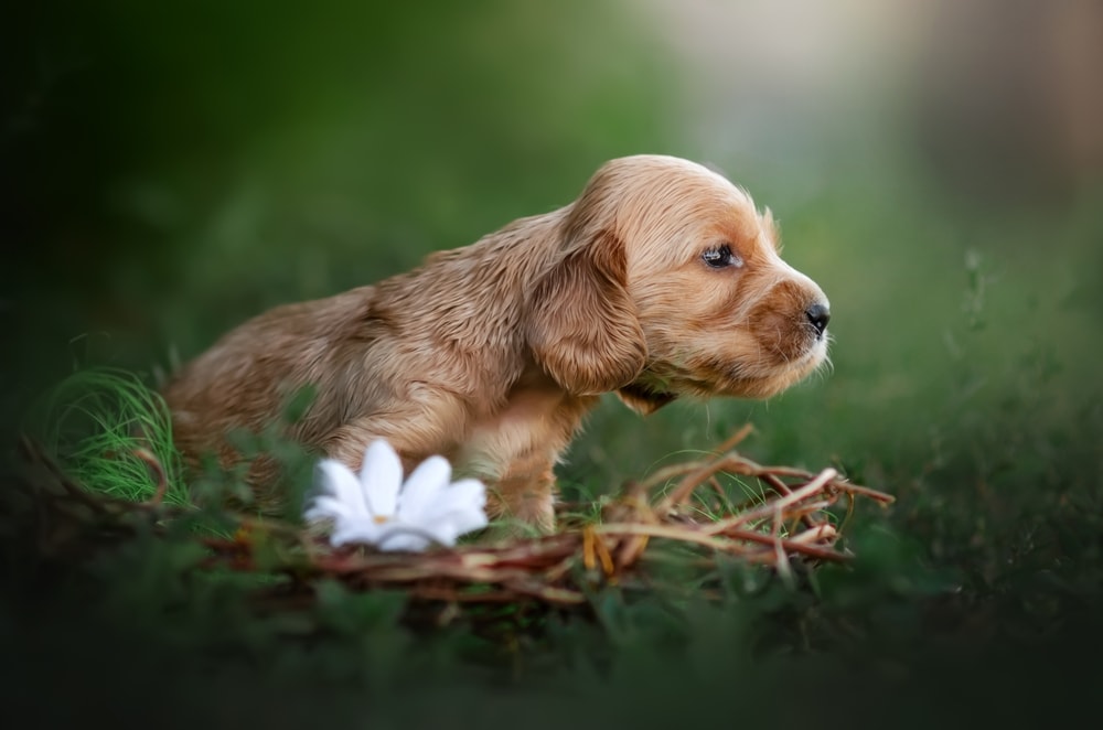 english cocker spaniel cute ginger puppies