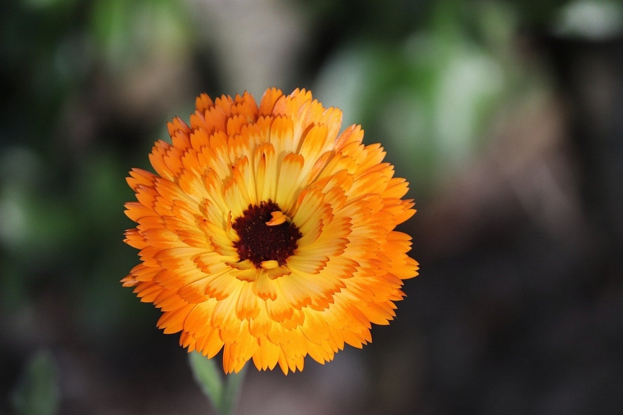 Are Marigolds Poisonous To Dogs? Vet Approved Safety Advice
