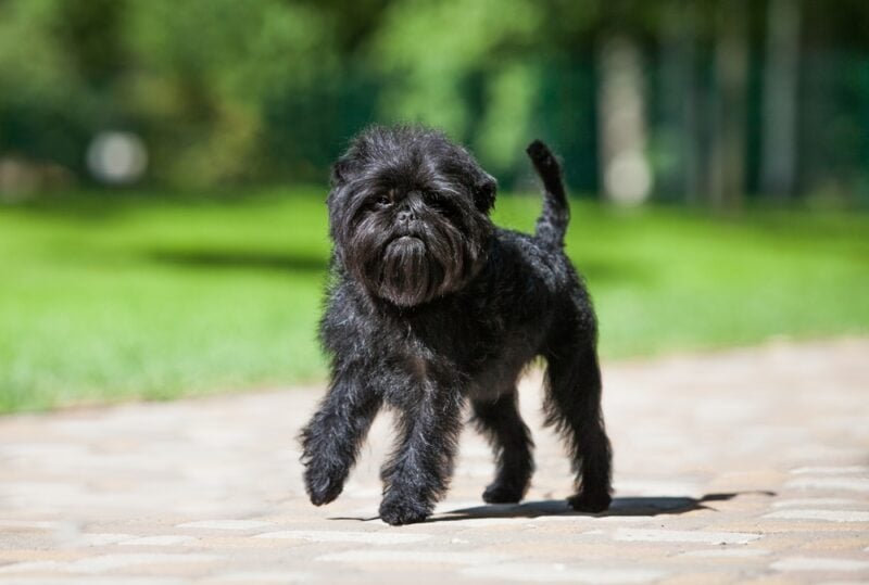 Affenpinscher dog in the park