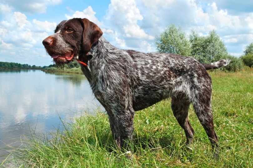 German Wirehaired Pointing Wolfhound: Breed Info, Pictures & Facts