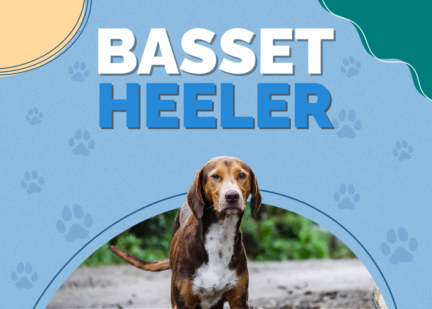 Basset Heeler (Basset Hound & Blue Heeler Mix) Info, Pictures, & Traits
