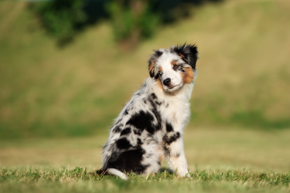 How Much Does a Miniature American Shepherd Cost? 2026 Price Guide