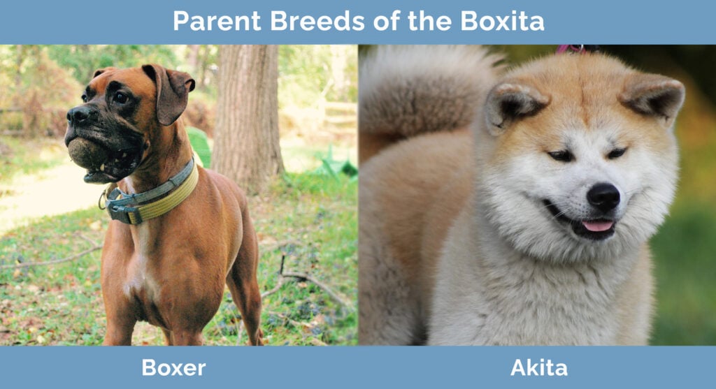 Parent Breeds of the Boxita