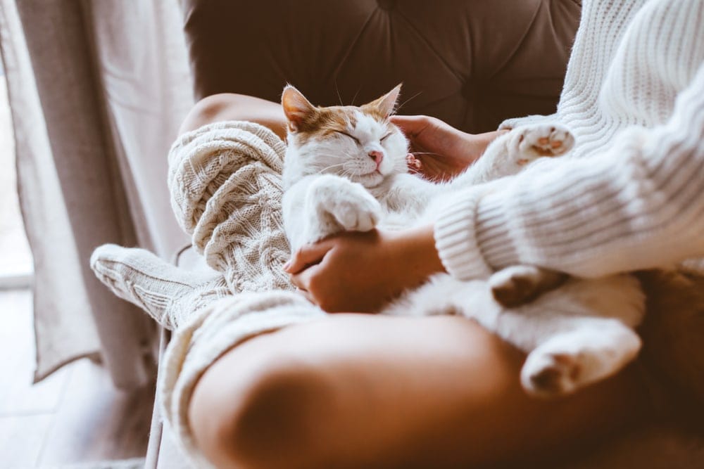 Do You Treat Your Pets Like Kids? The Fur Baby Phenomenon