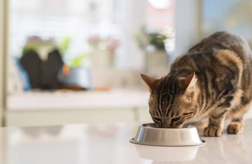 10 Best Stainless Steel Cat Bowls in 2026 - Reviews & Top Picks