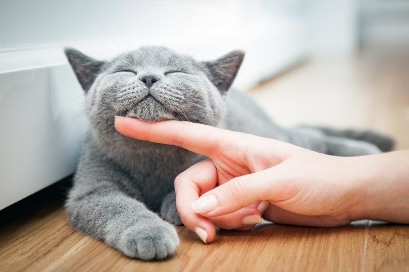 Cat Communication 101: Cat Body Language & Meowing