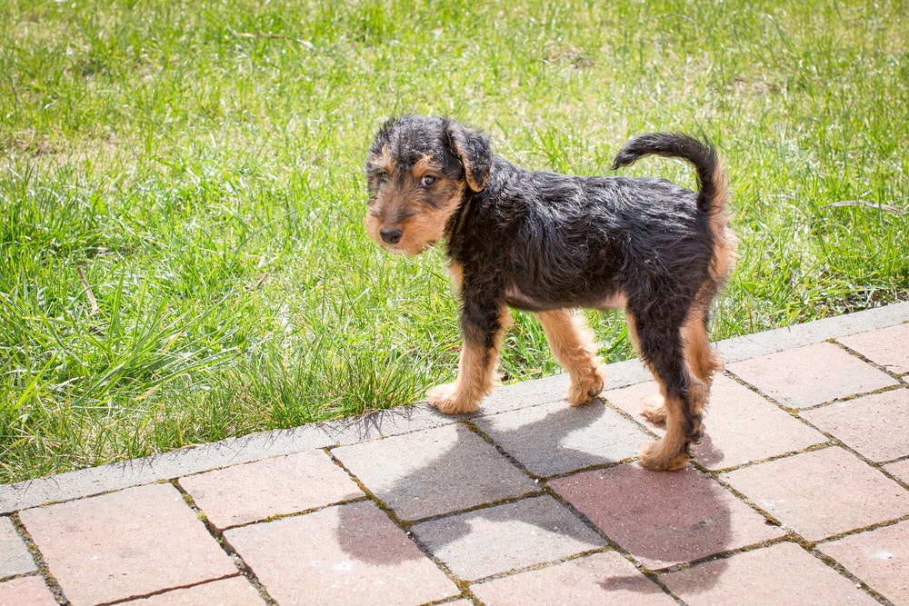 Welsh terrier puppy