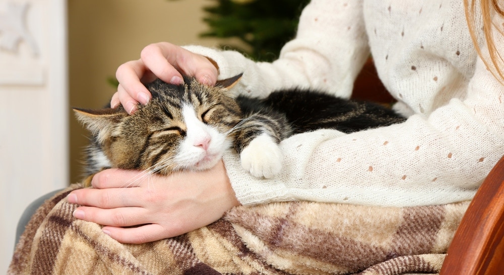 Are Cats Good for Anxiety? 4 Ways They Can Help