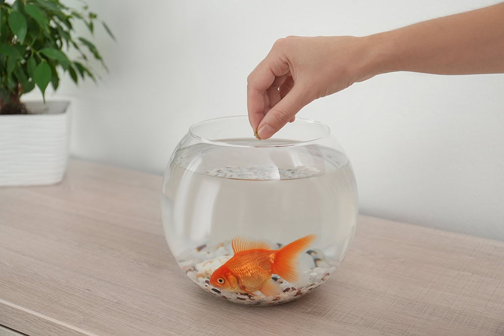 How Long Can Goldfish Go Without Food? Feeding Tips & FAQ